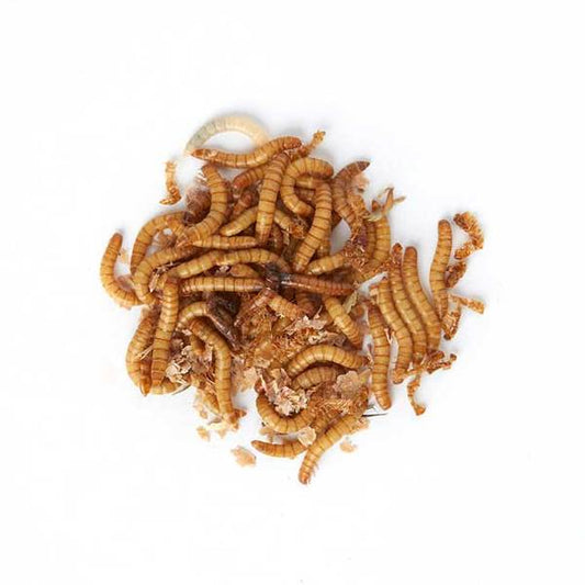 When Birds Snub Mealworms: Unravelling the Mystery
