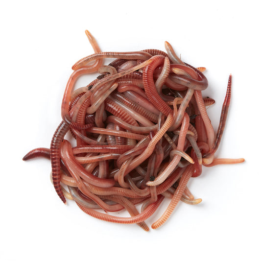 I’m finding worms in the Collector Tray or outside the composter. What’s wrong?