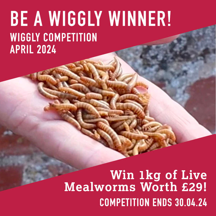 WIN WITH WIGGLY APRIL 2024 – 1KG OF LIVE MEALWORMS - WORTH £29!