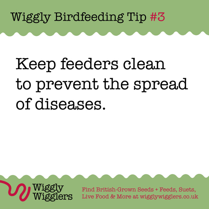 Feeder Hygiene is really important when feeding Birds