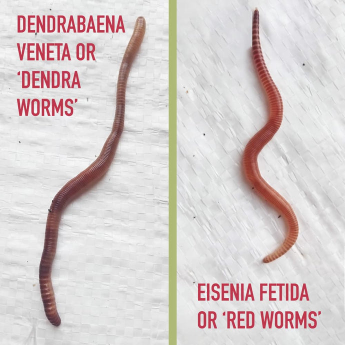 Which types of worms are suitable for worm composting?