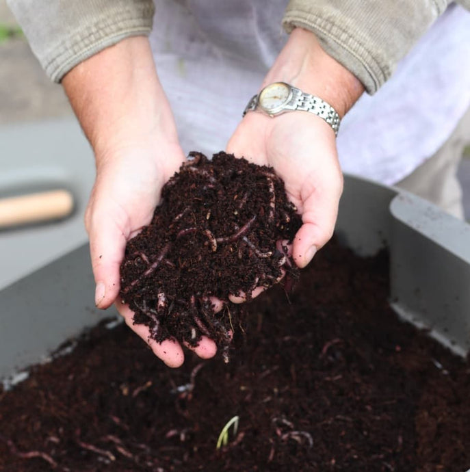 How do I harvest my worm compost without the worms?