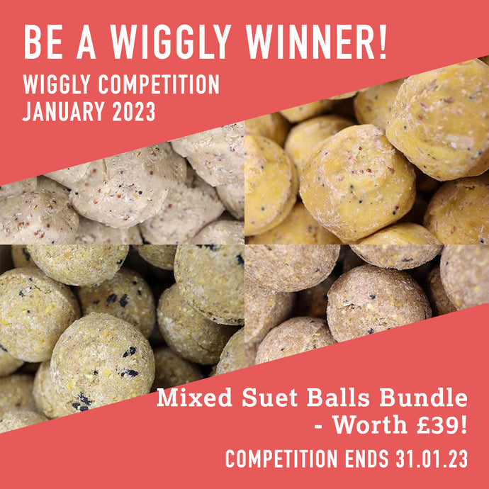 WIN WITH WIGGLY JANUARY 2023 – OUR MIXED SUET BALLS BUNDLE - WORTH £39!