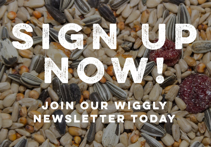 Here's why we think our Email Newsletter is a MUST