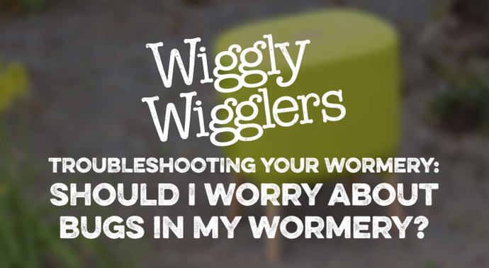 SHOULD I WORRY ABOUT BUGS IN MY WORMERY? | WIGGLY WIGGLERS VIDEO