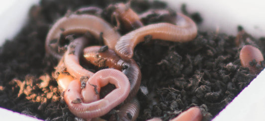 Earthworm Facts