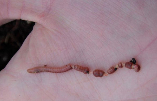 Protein Poisoning in your Worm Composter