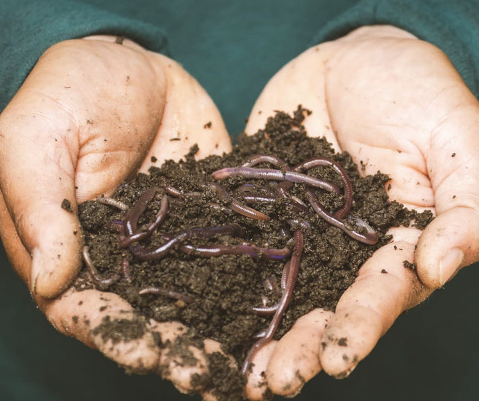 Are normal earthworms suitable for composting?