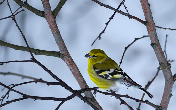 Top 10 Tips for Feeding your Birds in the Winter