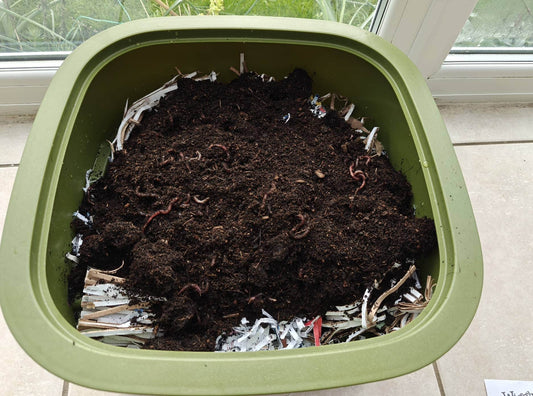 🐛 Maintaining Your Worm Farm – The Wiggly Way! 🪱