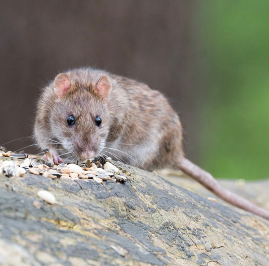 How to Feed the Birds Without Feeding the Rats