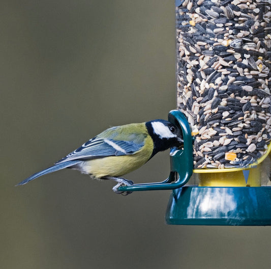 Feeding Britain’s Birds: The Power of Homegrown Seed and Farming Support