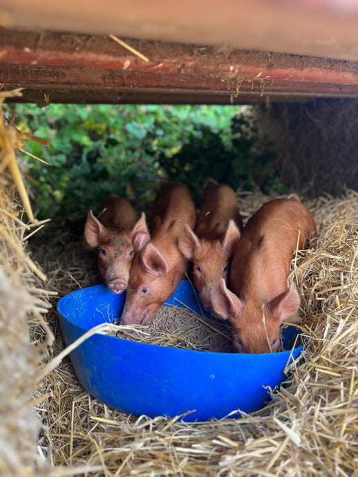 Our Piggies in their new home!