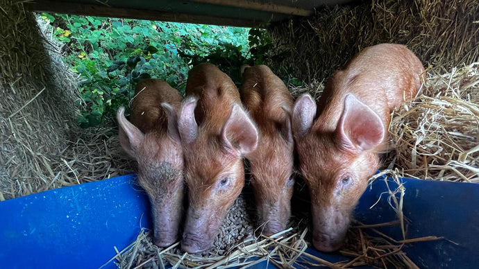 Our Tamworth Pigs!