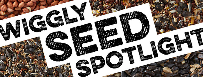 Seed Spotlight: Layers Pellets + Mash with Bokashi!
