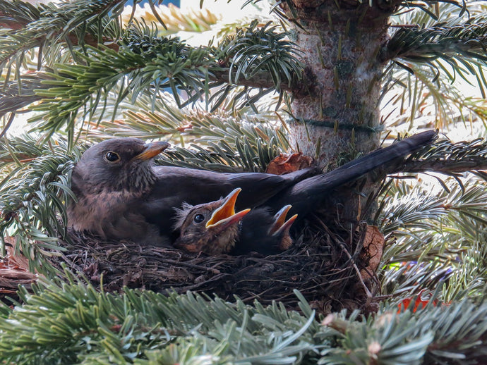 Can birds on the nest eat mealworms?