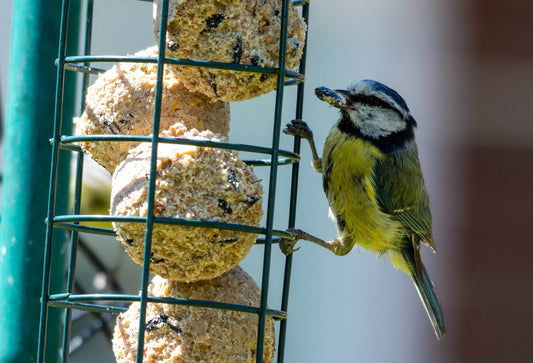 Sunflowers for your Wildlife Garden