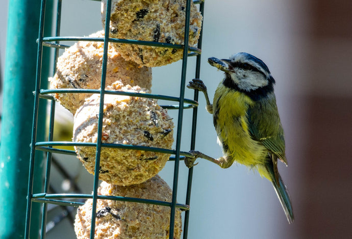 Why Fats and Suets are Brilliant for Birdeees...