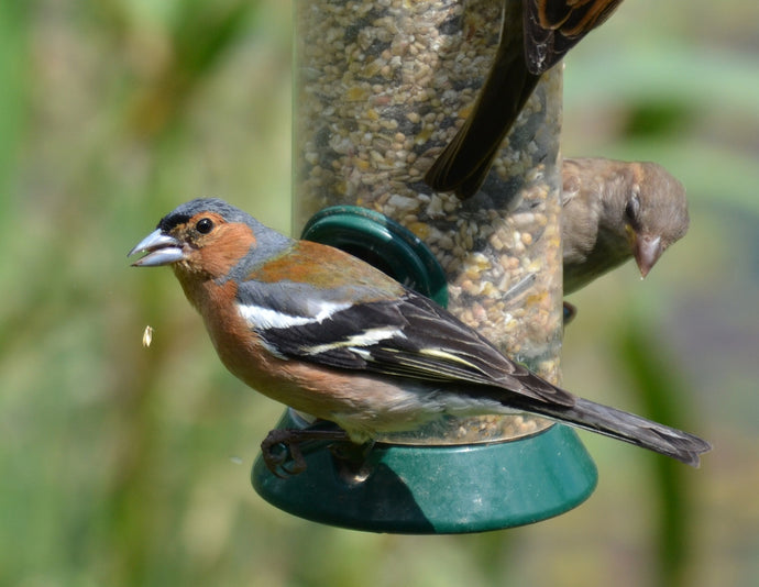 When is the best time to feed live mealworms to garden birds?