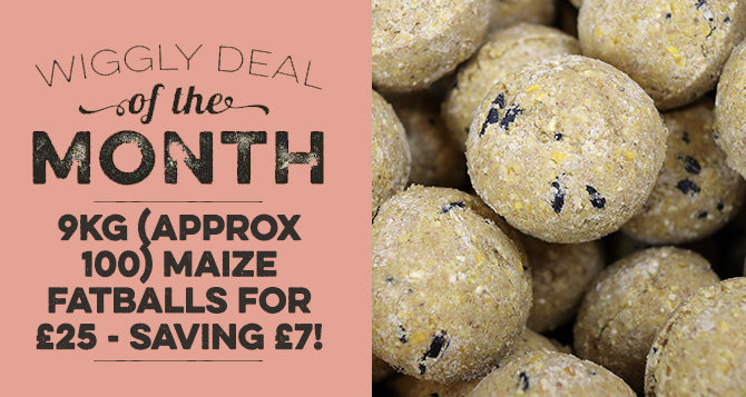 Our Deal of the Month November 2021 - 9kg (approx 100) British Maize Fatballs for £25 - Saving £7!