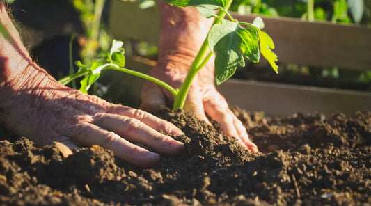 Why Compost Is Essential For Your Garden