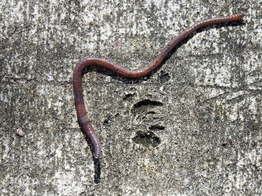 How can I get more worms in my garden?
