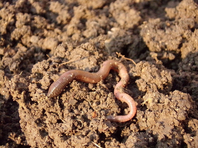 Are our composting worms - Earthworms?