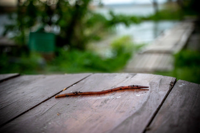 Wiggly Worms for Fishing