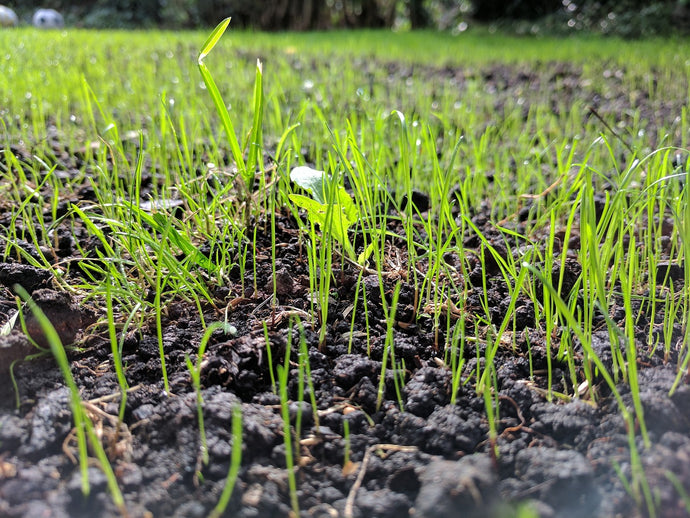 Autumn Grass Seed Sowing: 7 Reasons to Start Your Lawn Now.