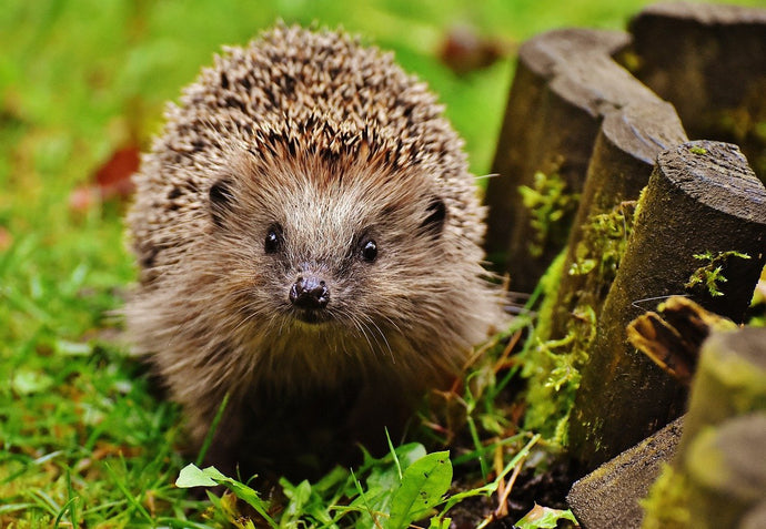 How to help underweight Hedgehogs