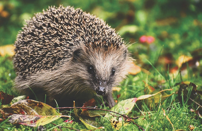 Looking for more hints and tips on how to help all your garden wildlife (Including Hedgehogs?)