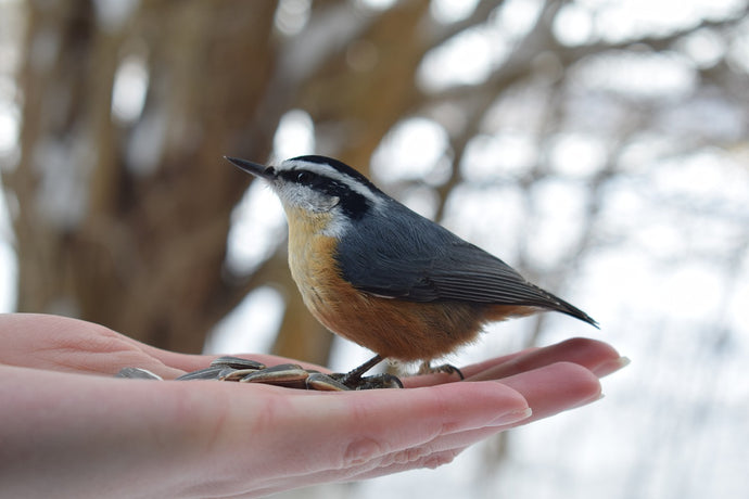 Absolute Beginners Guide to Feeding your Garden Birds