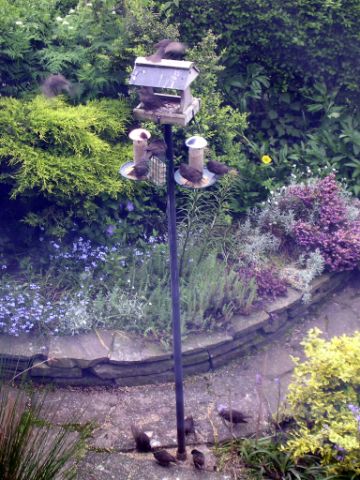 The tale of the missing suet blocks.........