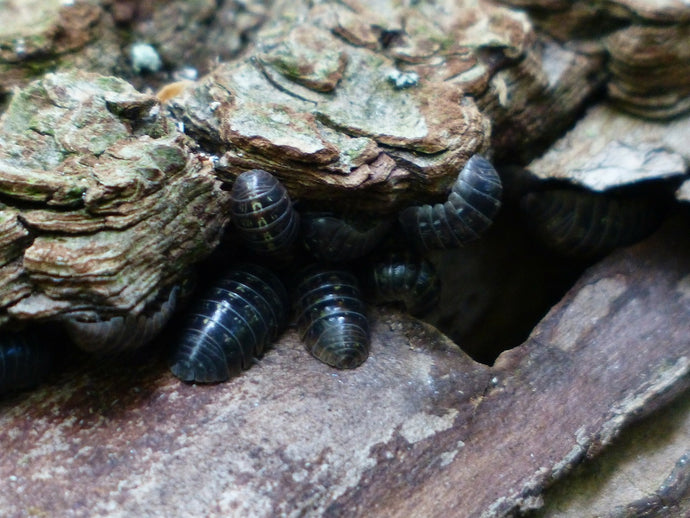 Can woodlice cause a problem in my worm bin?