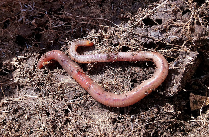 Top Tips to keep your worms wiggling happily!