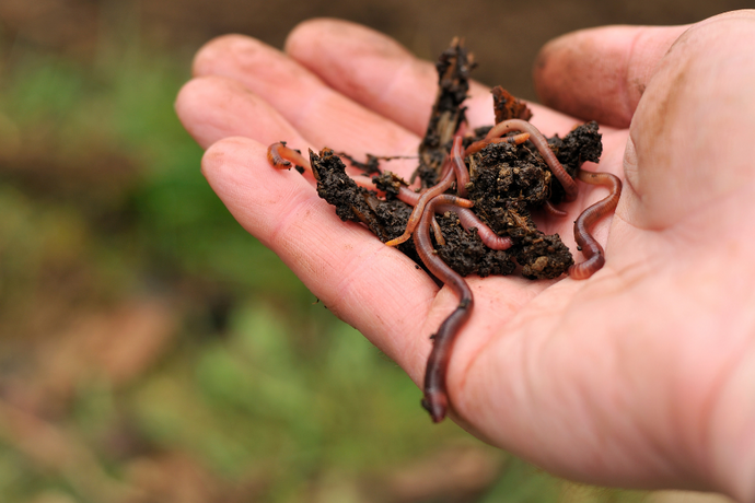 Everything You Need to Know About Composting Worms