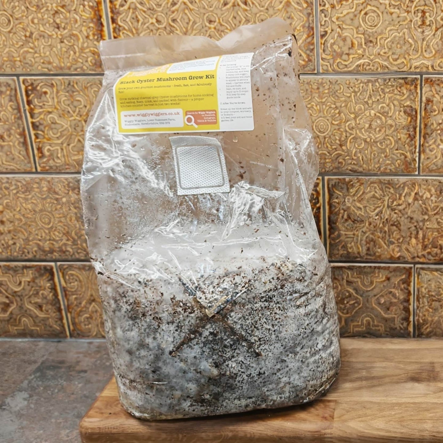 Wiggly Wigglers Black Oyster Mushroom Grow Kit