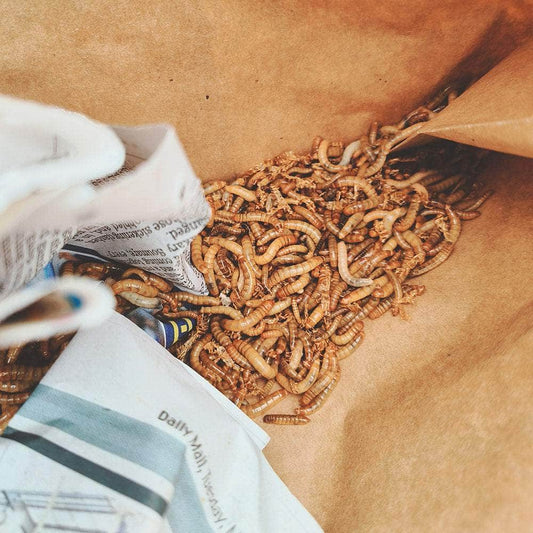 Live Mealworms
