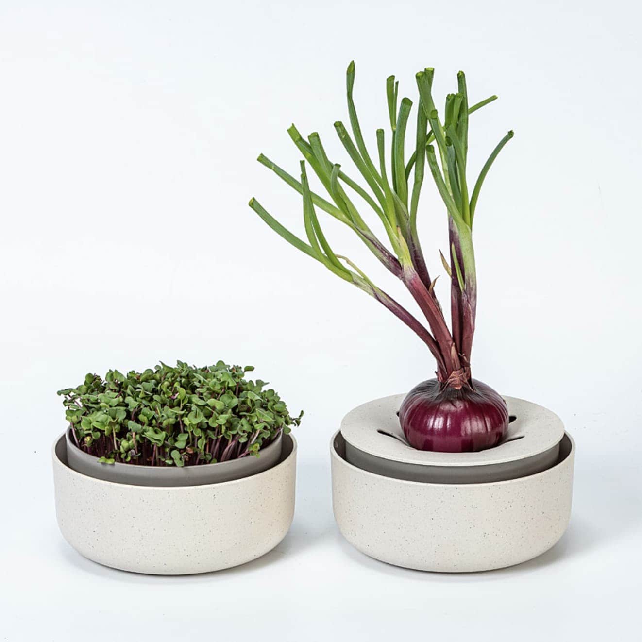 Microgreens + Regrow - Wholesale