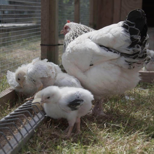 Layers Mash with Bokashi