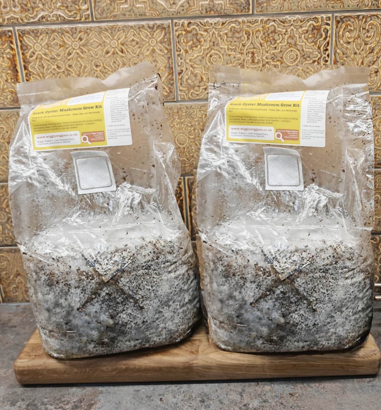 2x Black Oyster Mushroom Grow Kits – Easy & Reliable - Preorder Now to be Delivered from 24th June