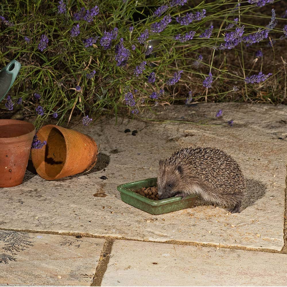 Vale's Hedgehog Food