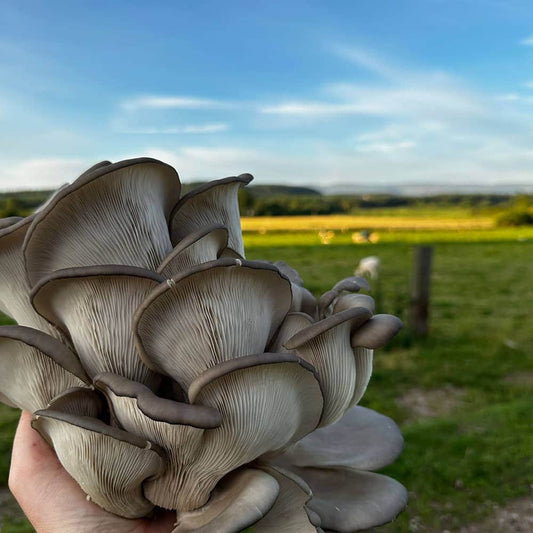 Wiggly Wigglers Black Oyster Mushroom Grow Kit