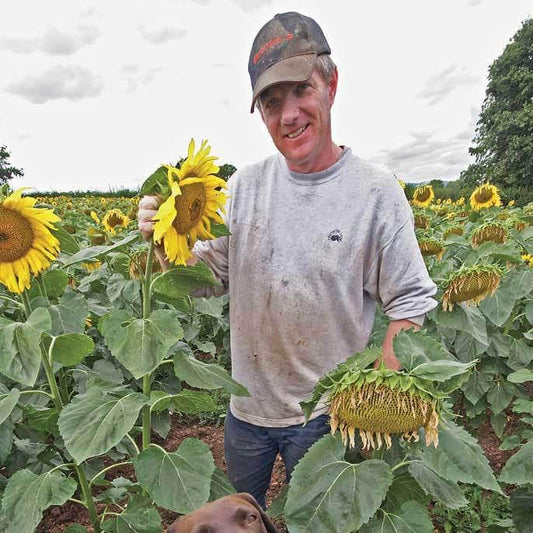 Click & Collect Black Sunflower Seed 2x12.55kg