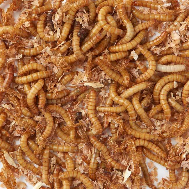 Birdfood Monthly Deal - 500g LIVE Mealworms