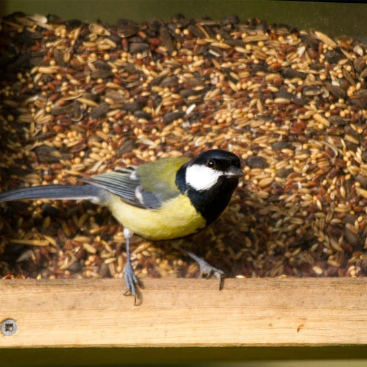 Birdfood LBF Wiggly Seed Extra