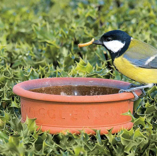 Birdfood Mealworm Breeding Kit