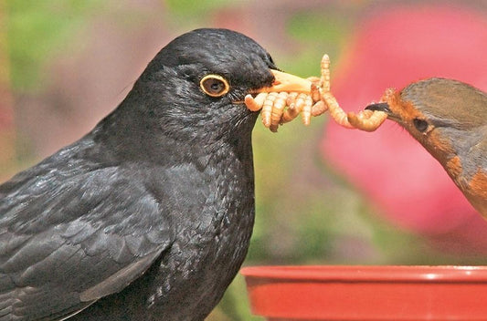 Subscription Products LIVE! Mealworms 3-Month Gift Subscription