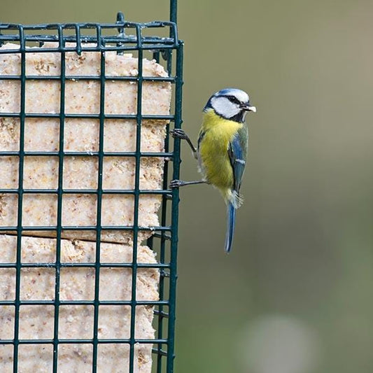 Double Suet Block & Cake Feeder