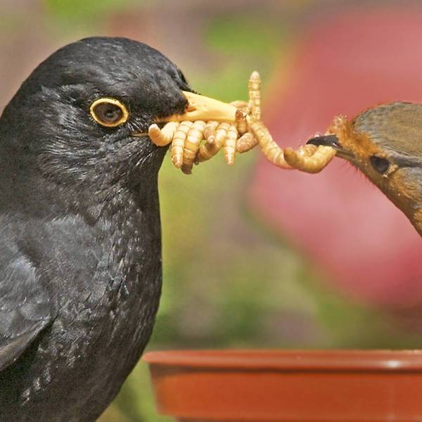 Birdfood Monthly Deal - 500g LIVE Mealworms